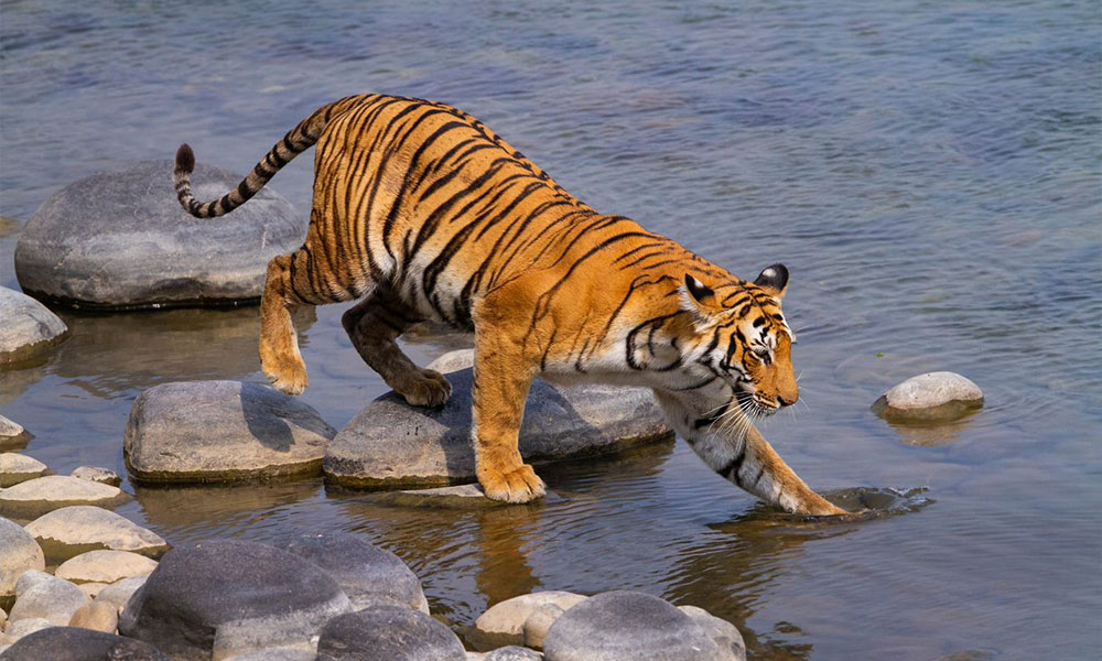 Jim Corbett National Park