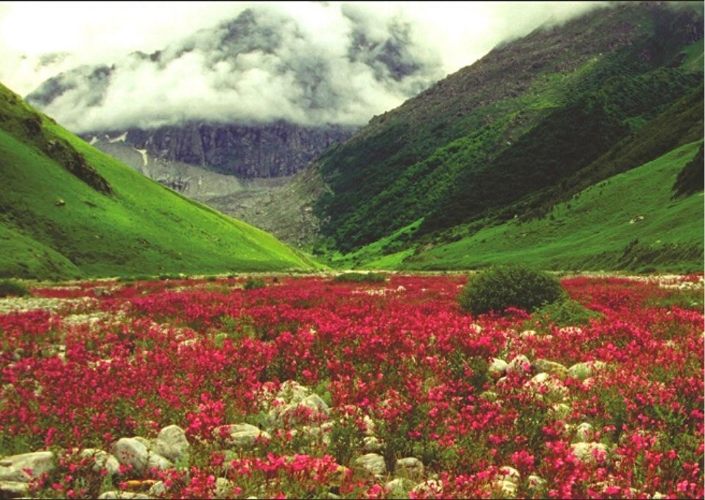 Valley of flowers