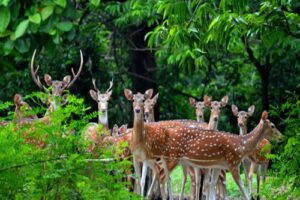 wildlife sanctuaries